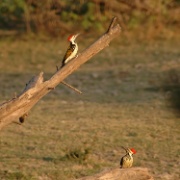 Black rumped Flamebacks - India